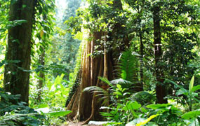 Rainforest hike